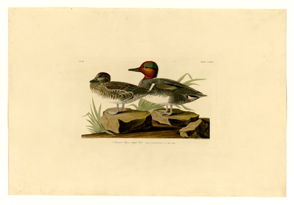 228 American Green winged Teal