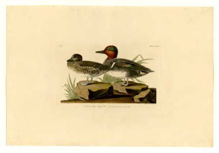 228 American Green winged Teal