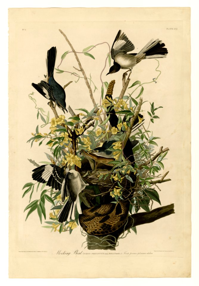 21 Mocking Bird