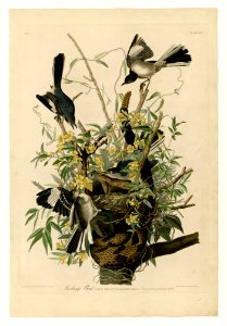 21 Mocking Bird