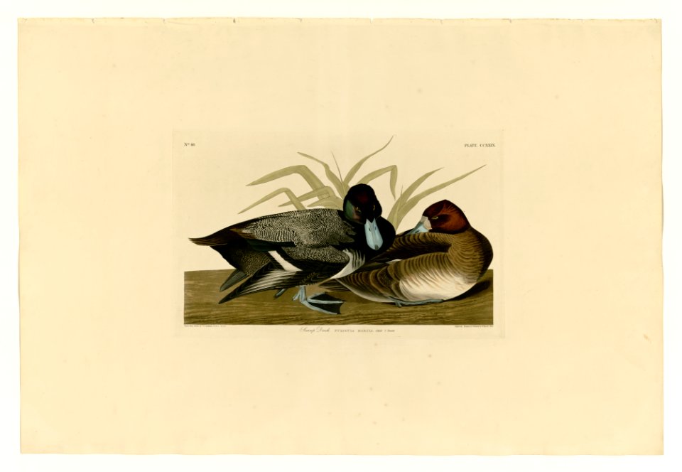 229 Scaup Duck