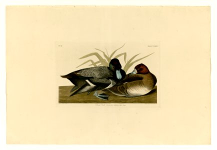 229 Scaup Duck