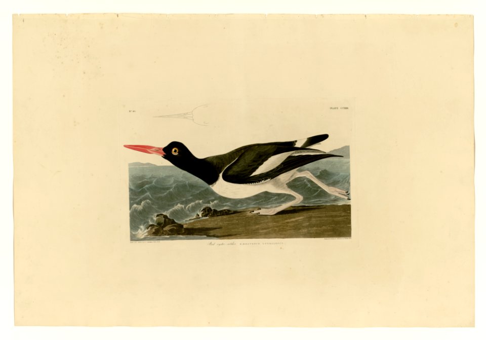 223 Pied oyster-catcher