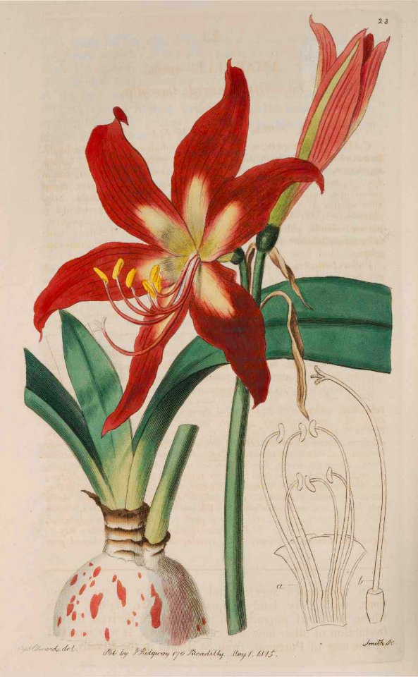 23 Hippeastrum striatum
