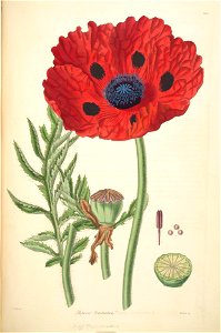 23 Papaver bracteatum - John Lindley - Collectanea botanica (1821)