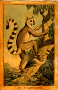 23, Maucauco, Charles Catton's Animals (1788) (cropped)