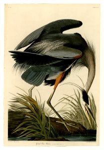 211 Great blue Heron