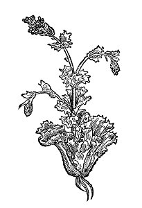 223 Lactuca lattich