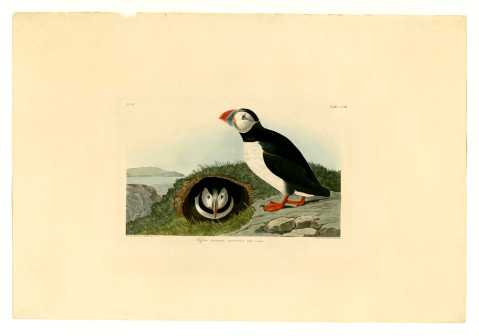 213 Puffin