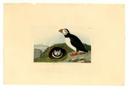 213 Puffin