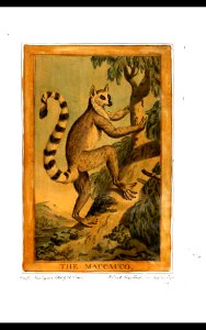 23, Maucauco, Charles Catton's Animals (1788)