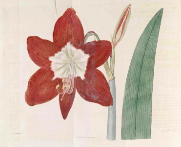 234 Hippeastrum puniceum