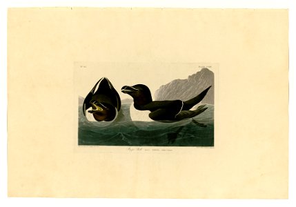 214 Razor Bill