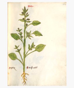237 Auslasser Atriplex spec