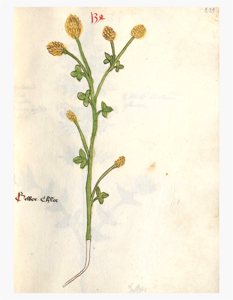 229 Auslasser Trifolium spec