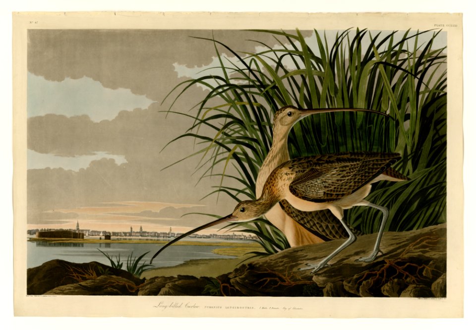 231 Long-billed Curlew