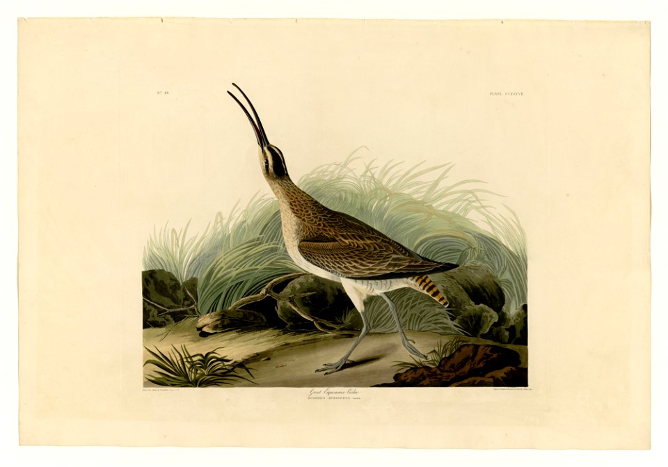 237 Great Esquimaux Curlew