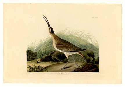 237 Great Esquimaux Curlew
