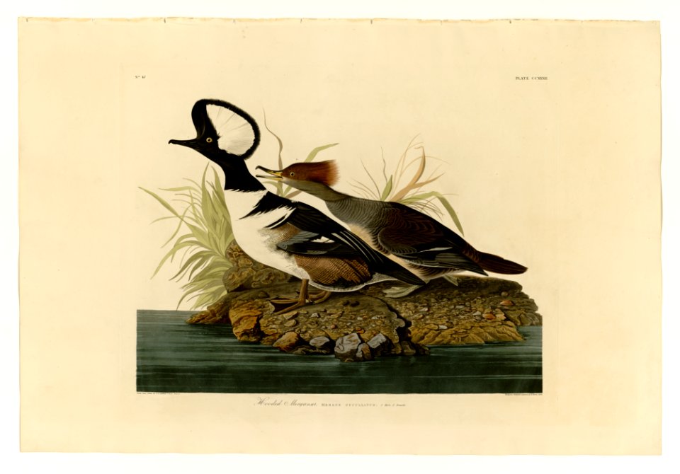 232 Hooded Merganser