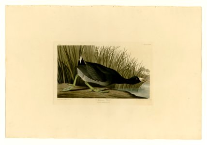 239 American Coot. Free illustration for personal and commercial use.