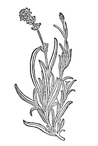 234 Lavendula lavendel