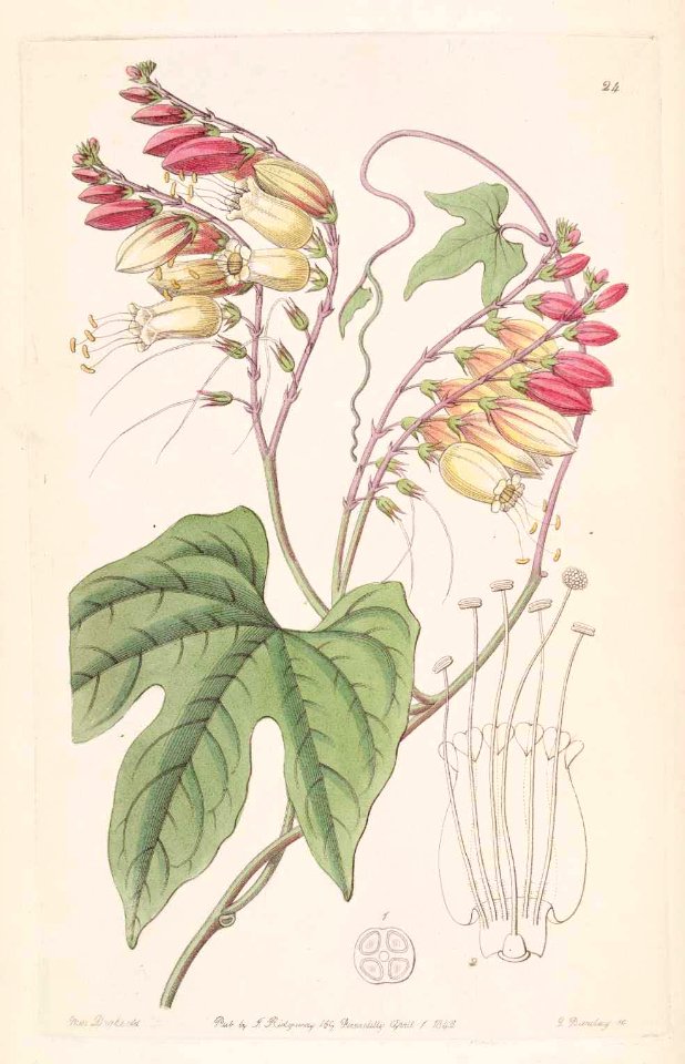 24 Ipomoea lobata