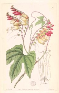 24 Ipomoea lobata