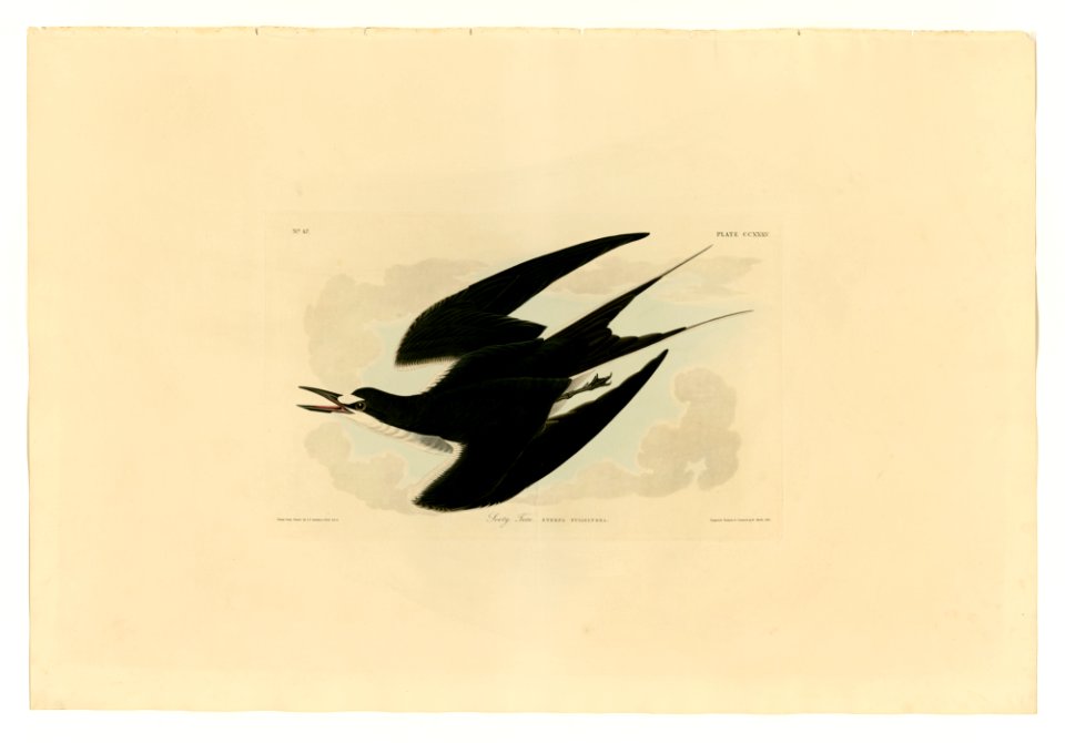 235 Sooty Tern