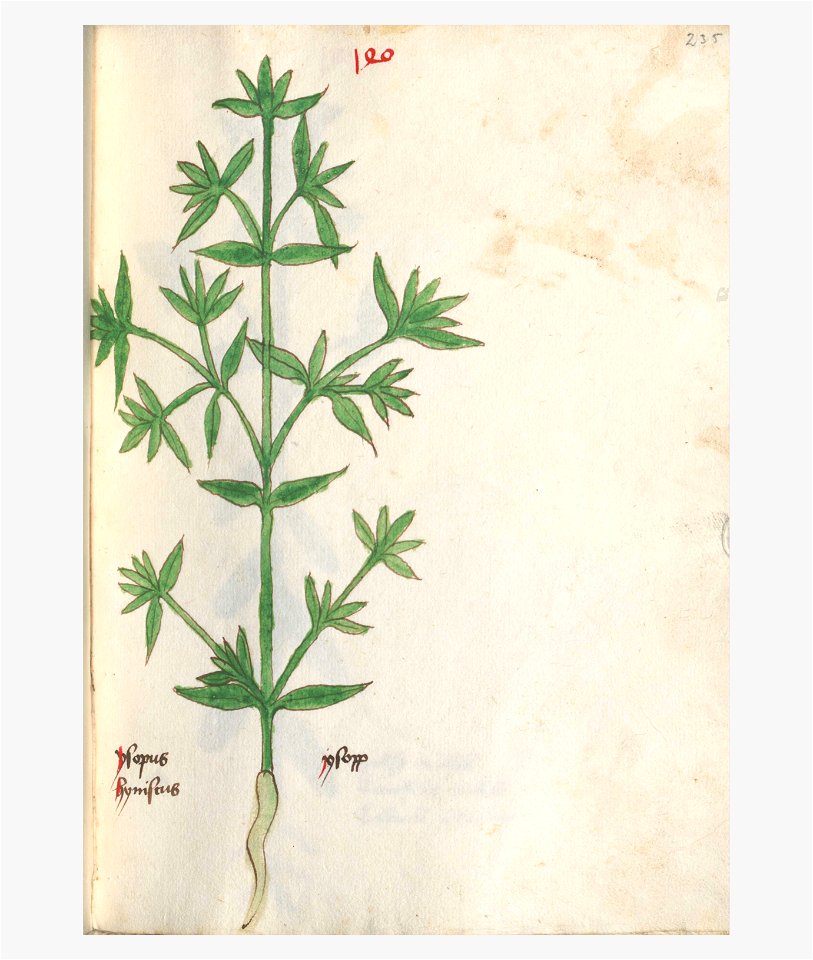 235 Auslasser Hyssopus officinalis