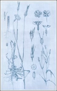 24 mucha documentsdecoratifs 1901