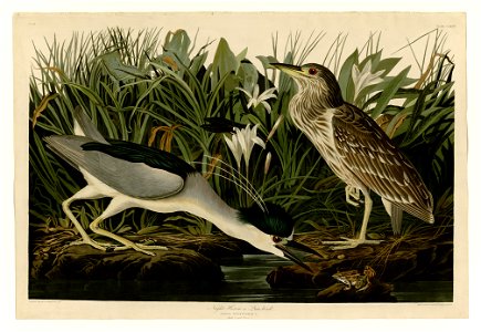 236 Night Heron or Qua bird