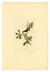 24 Roscoe's Yellow-throat