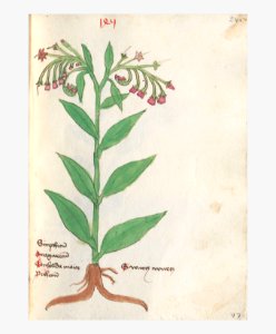 240 Auslasser Symphytum officinale