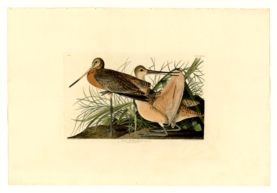 238 Great Marbled Godwit