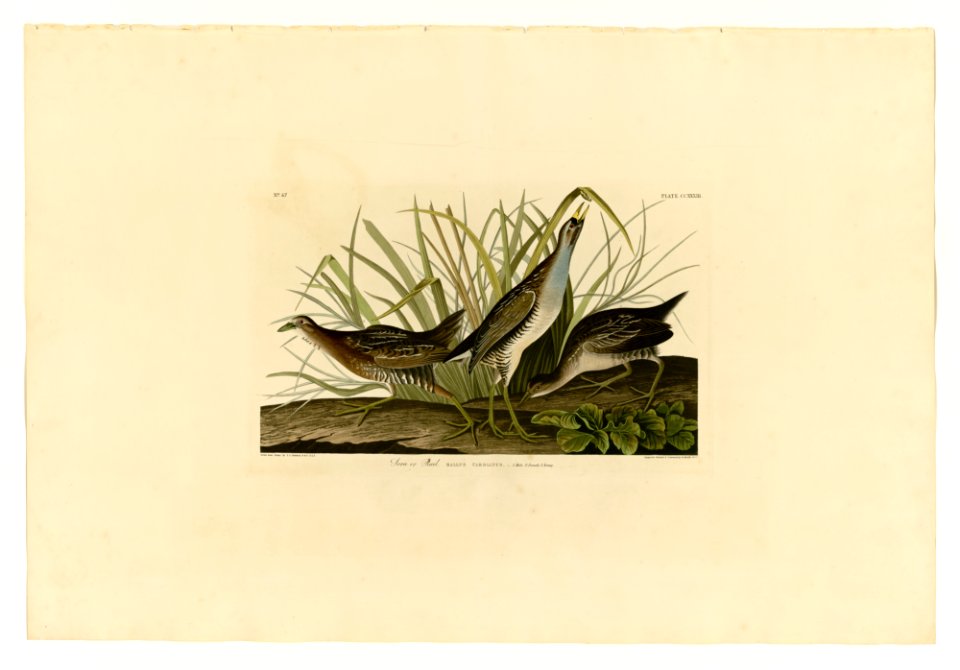 233 Sora or Rail