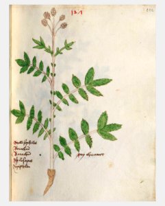222 Auslasser Filipendula ulmaria