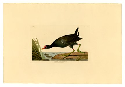 244 Common Gallinule