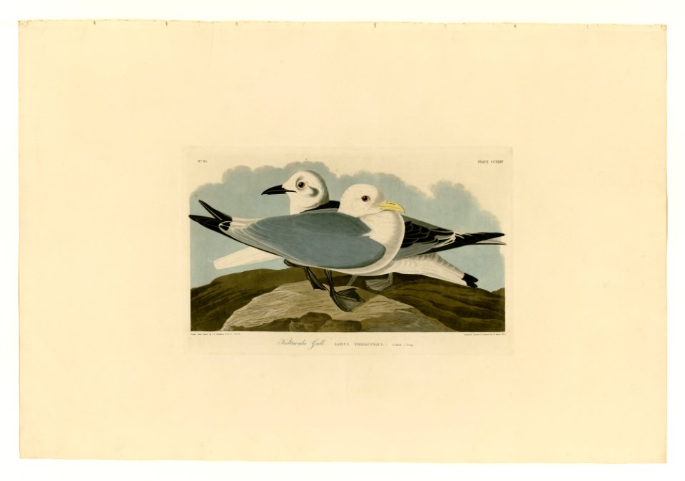 224 Kittiwake Gull