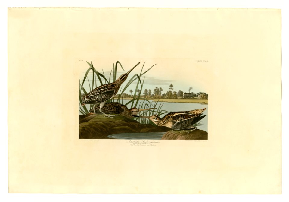 243 American Snipe
