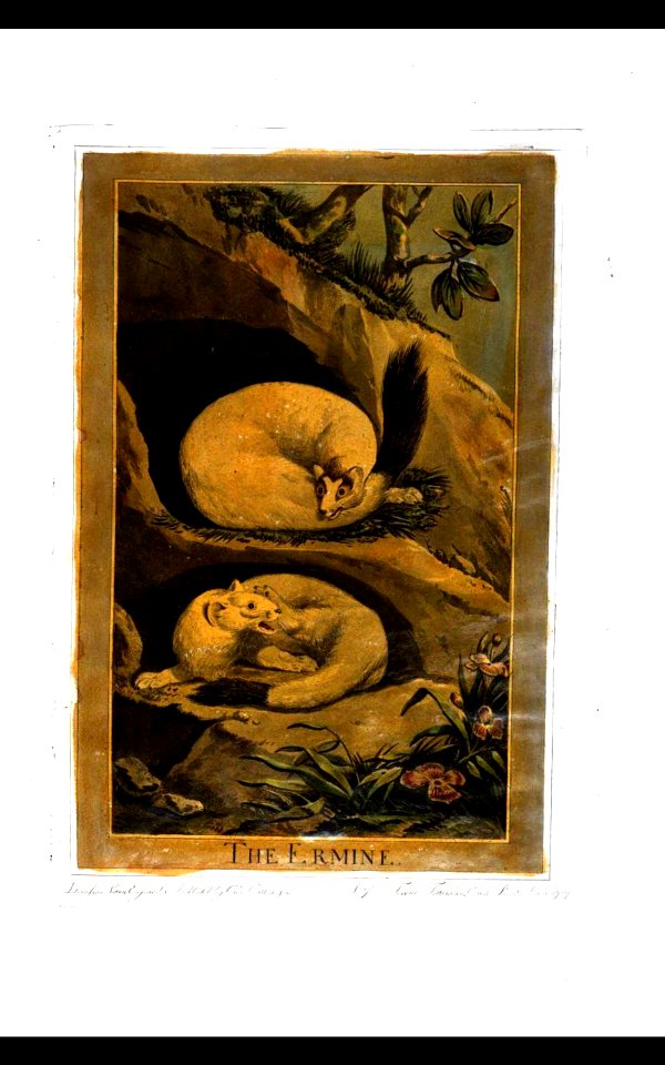24, Ermine, Charles Catton's Animals (1788)
