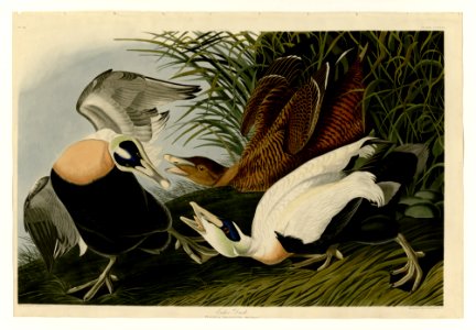 246 Eider Duck