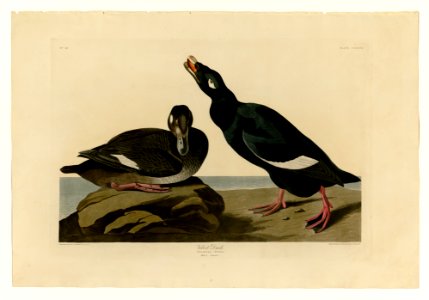 247 Velvet Duck