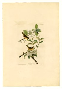 23 Yellow-breasted Warbler