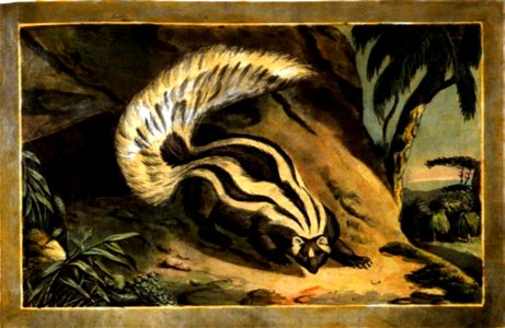 25, Animal of the Weasel-Kind, Charles Catton's Animals (1788) (cropped)