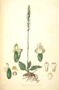 25 Goodyera pubescens - John Lindley - Collectanea botanica (1821). Free illustration for personal and commercial use.