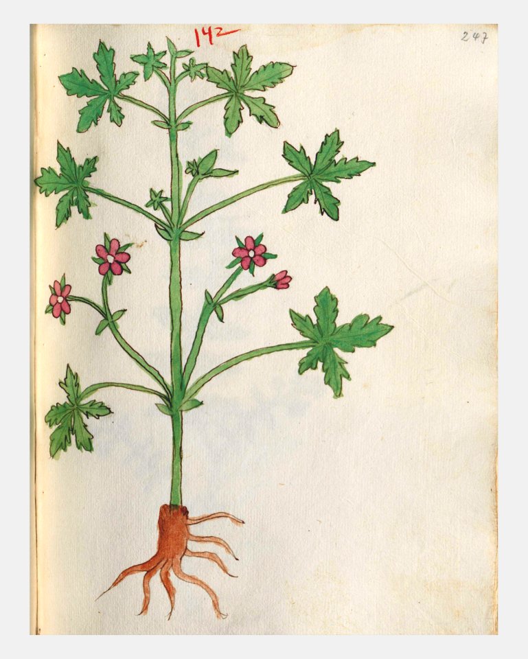 247 Auslasser Geranium phaeum