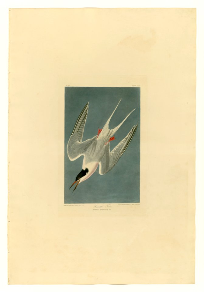 240 Roseate Tern
