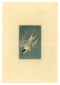 240 Roseate Tern
