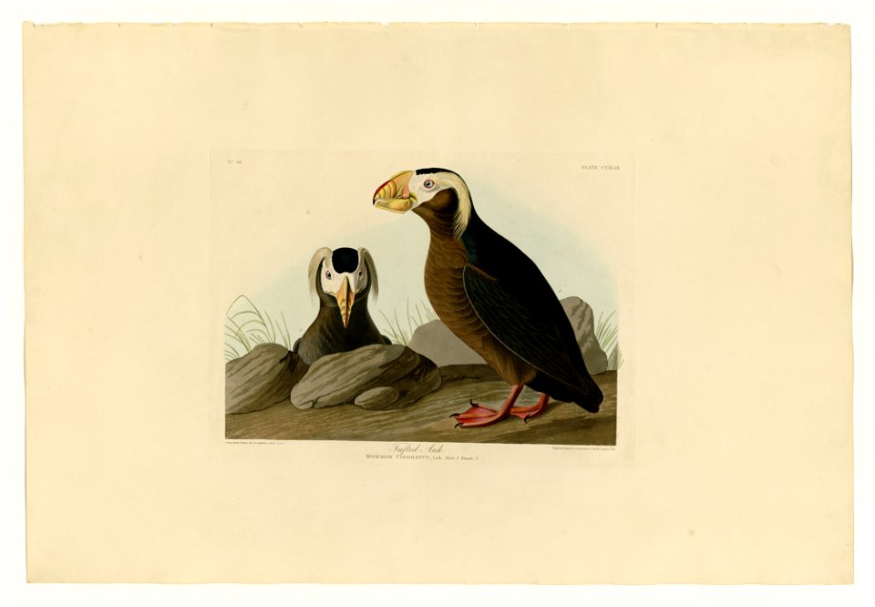 249 Tufted Auk
