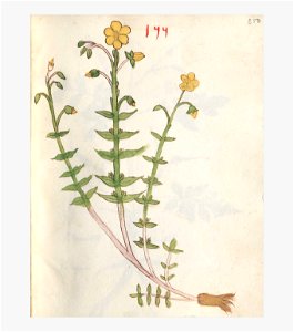 250 Auslasser Helianthemum nummularium